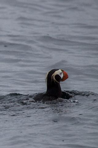 089 Seward, Kenai Fjords NP, Kuifpapegaaiduiker.jpg